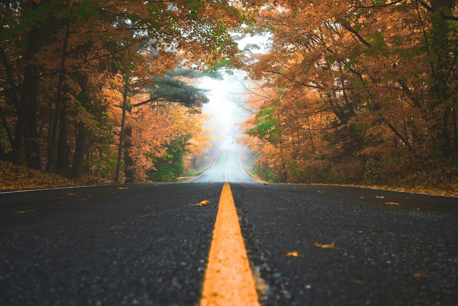 Empty road with a bright yellow center line running through orange autumn foliage